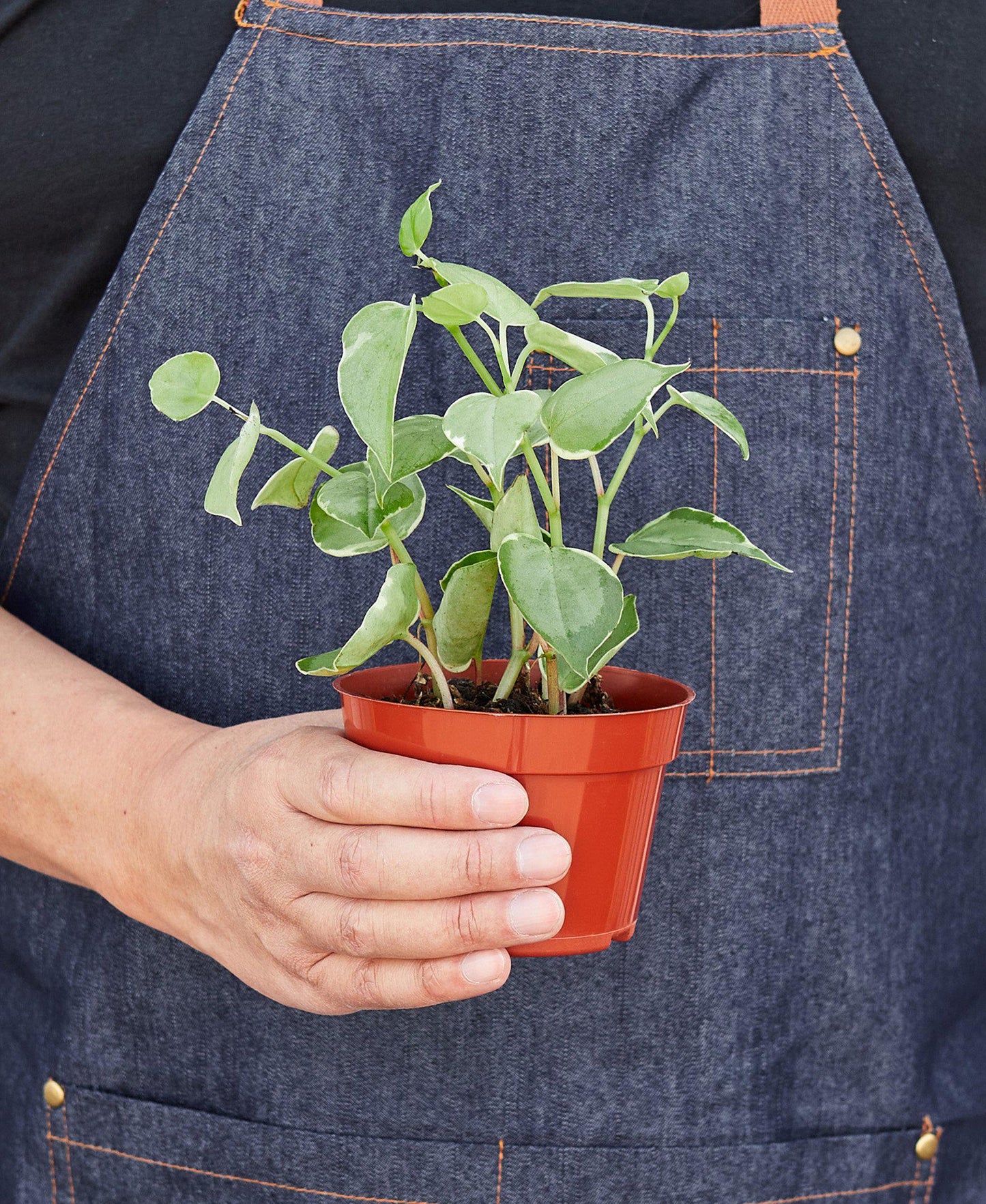 Peperomia 'Cupid' potted plant