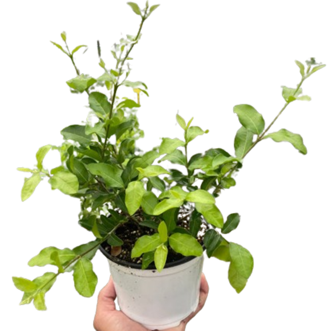 Malpighia Barbados Cherry potted plant