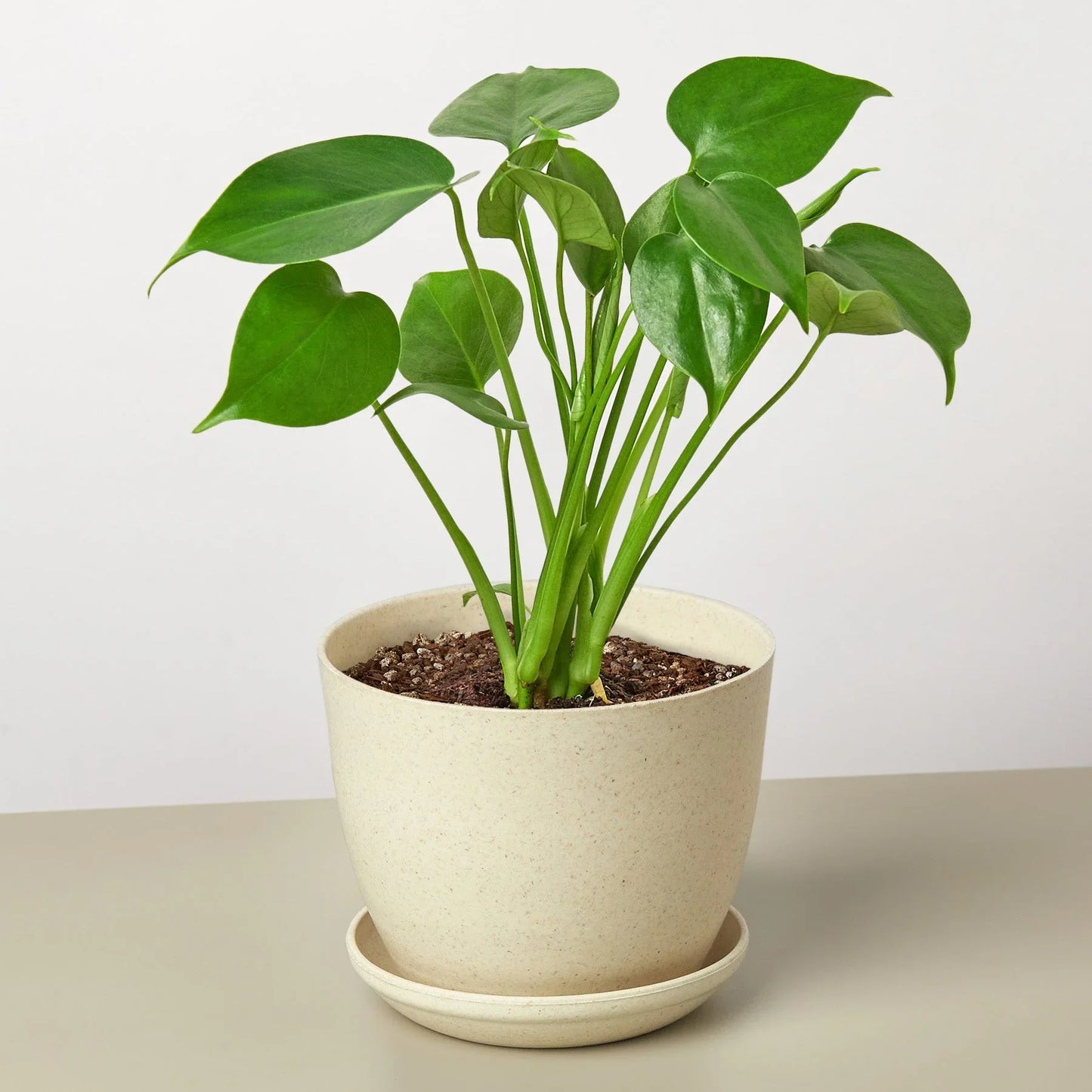 Philodendron Monstera Split-Leaf 4" potted plant