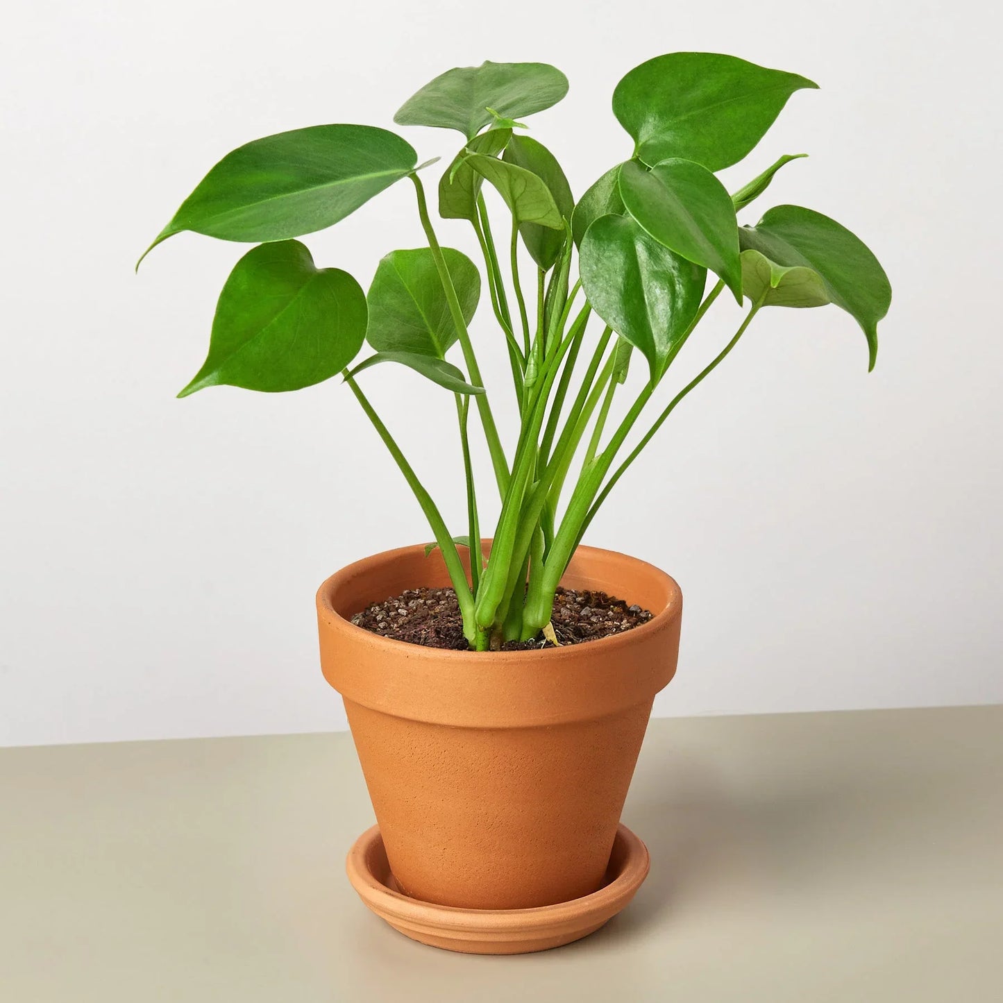 Philodendron Monstera Split-Leaf 4" potted plant