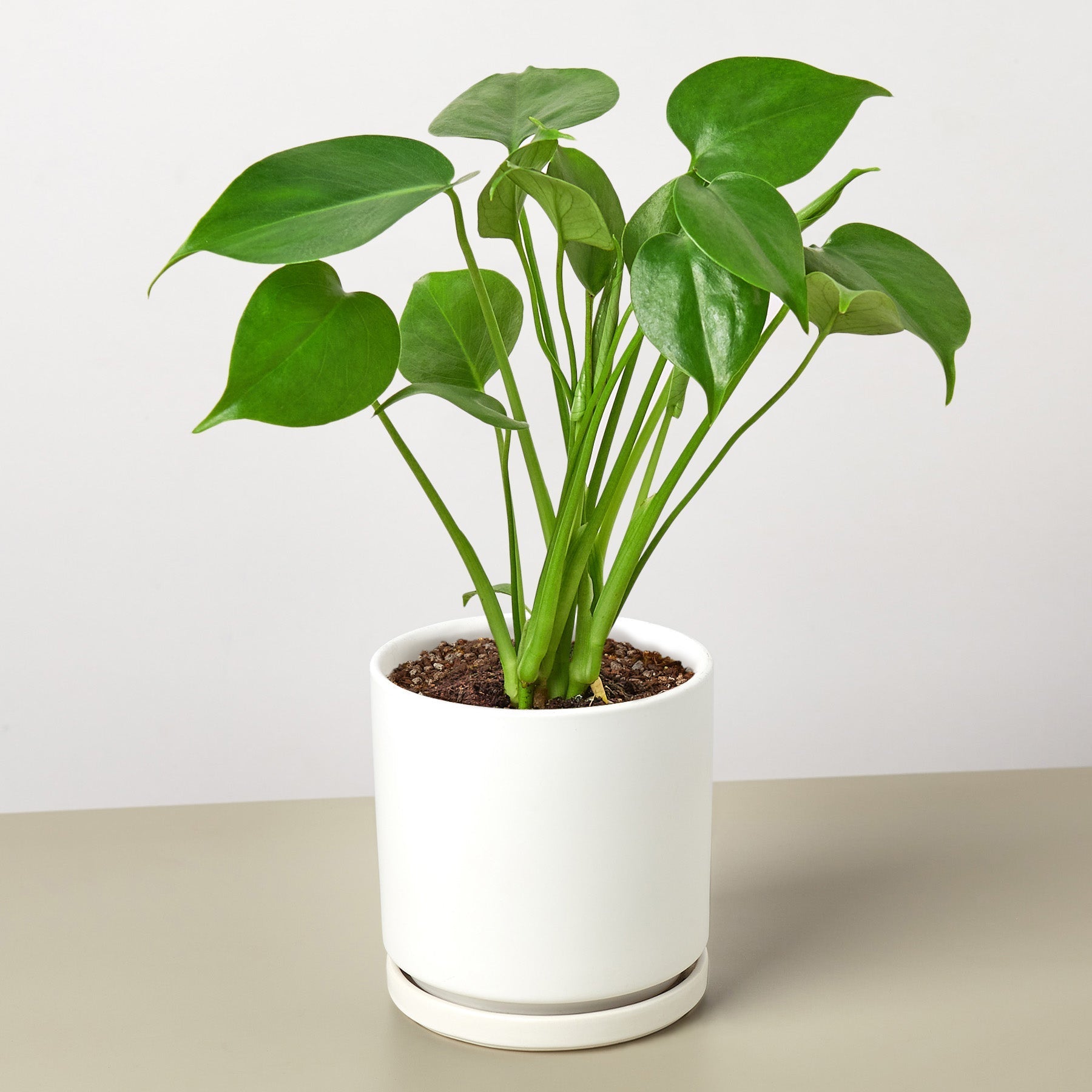 Monstera 'Split-Leaf' potted plant