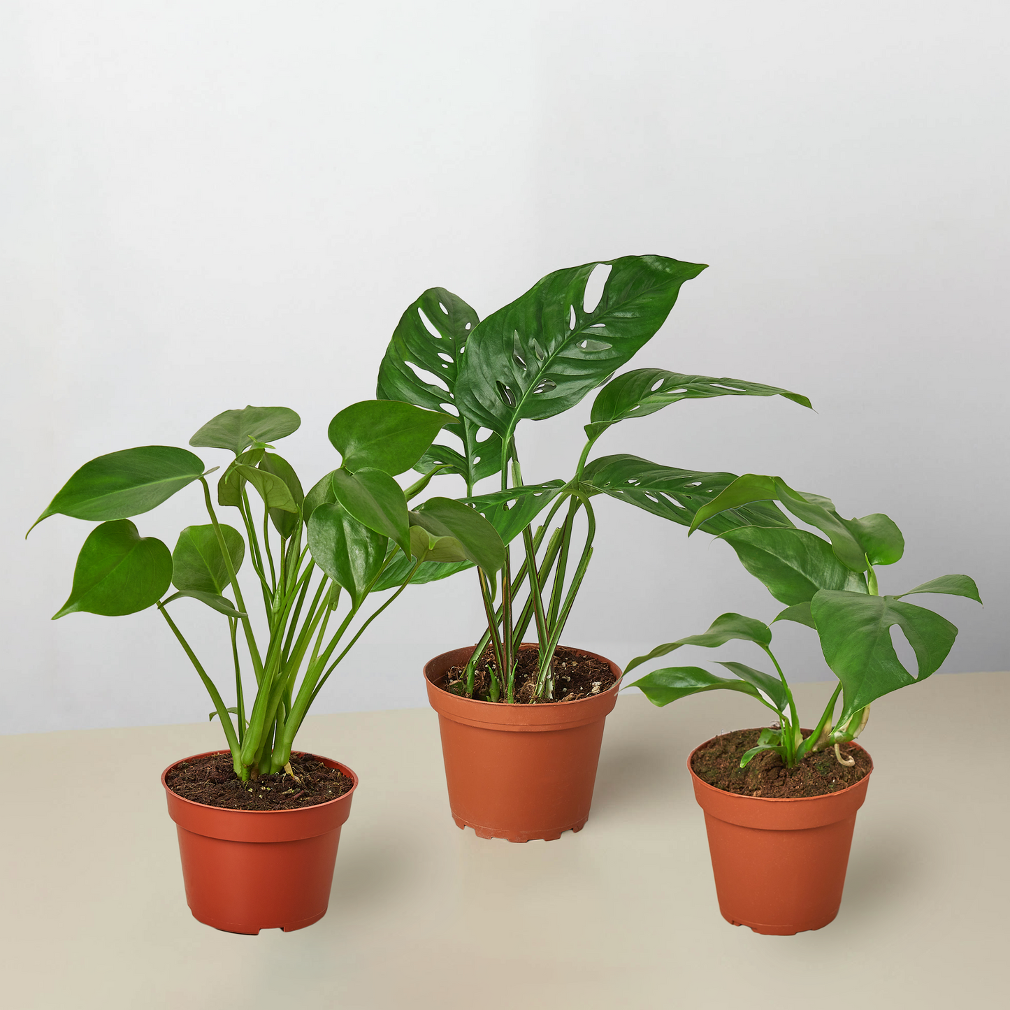 Monstera Bundle potted plant