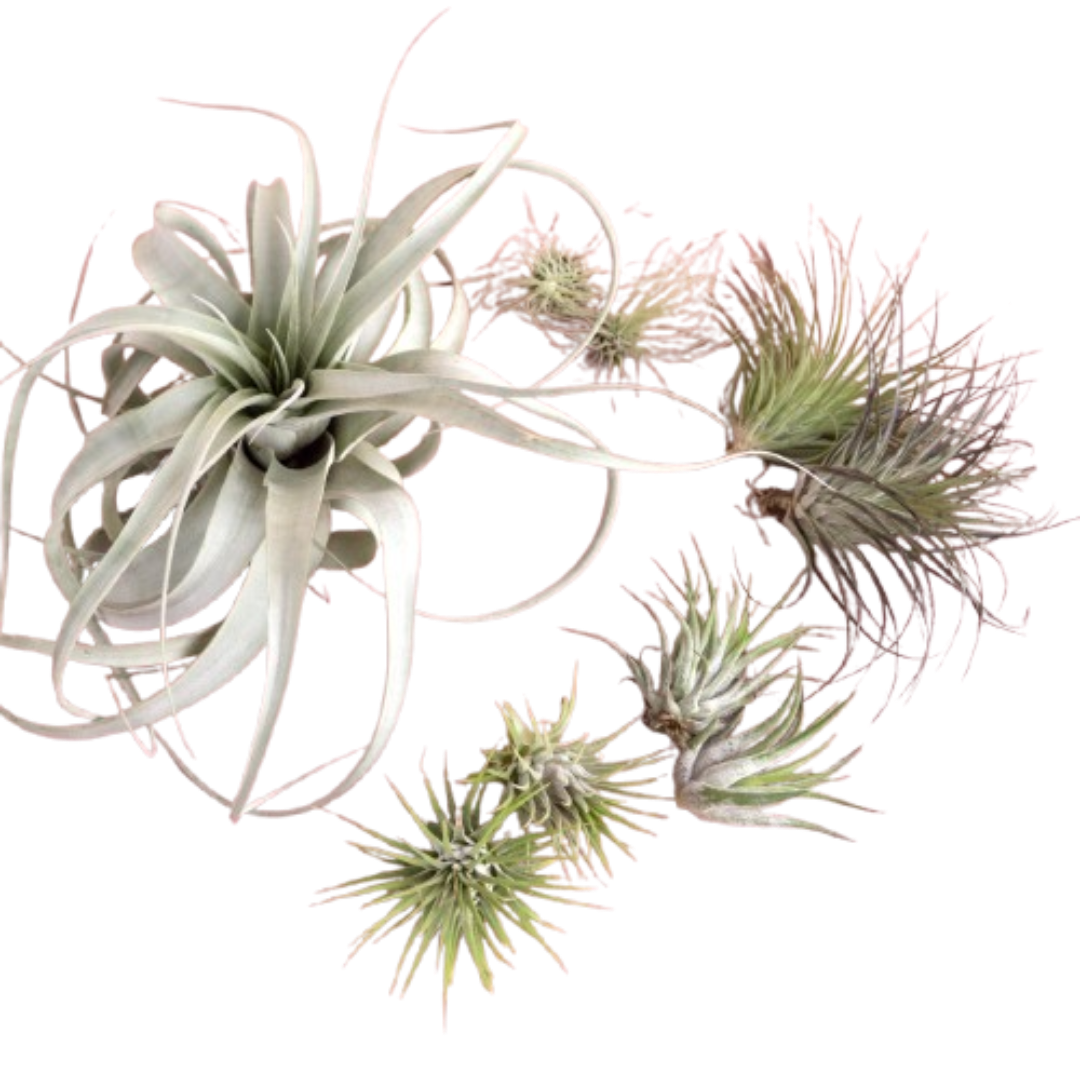 Mothers Day Air Plant Bundle potted plant