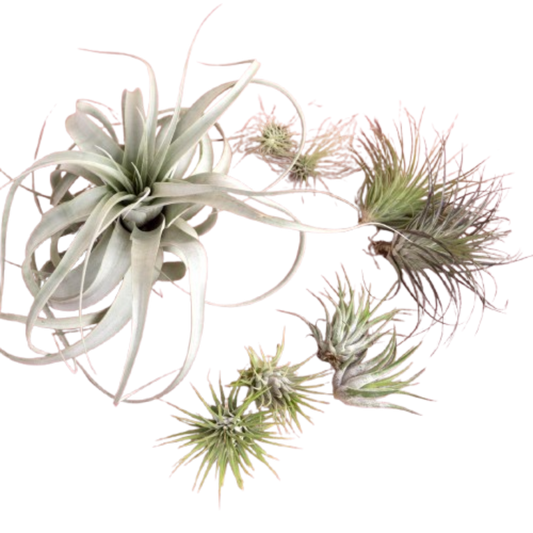 Mothers Day Air Plant Bundle potted plant