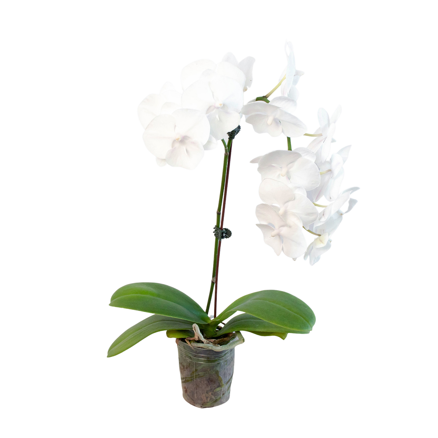 Orchid 'White Phalaenopsis' potted plant