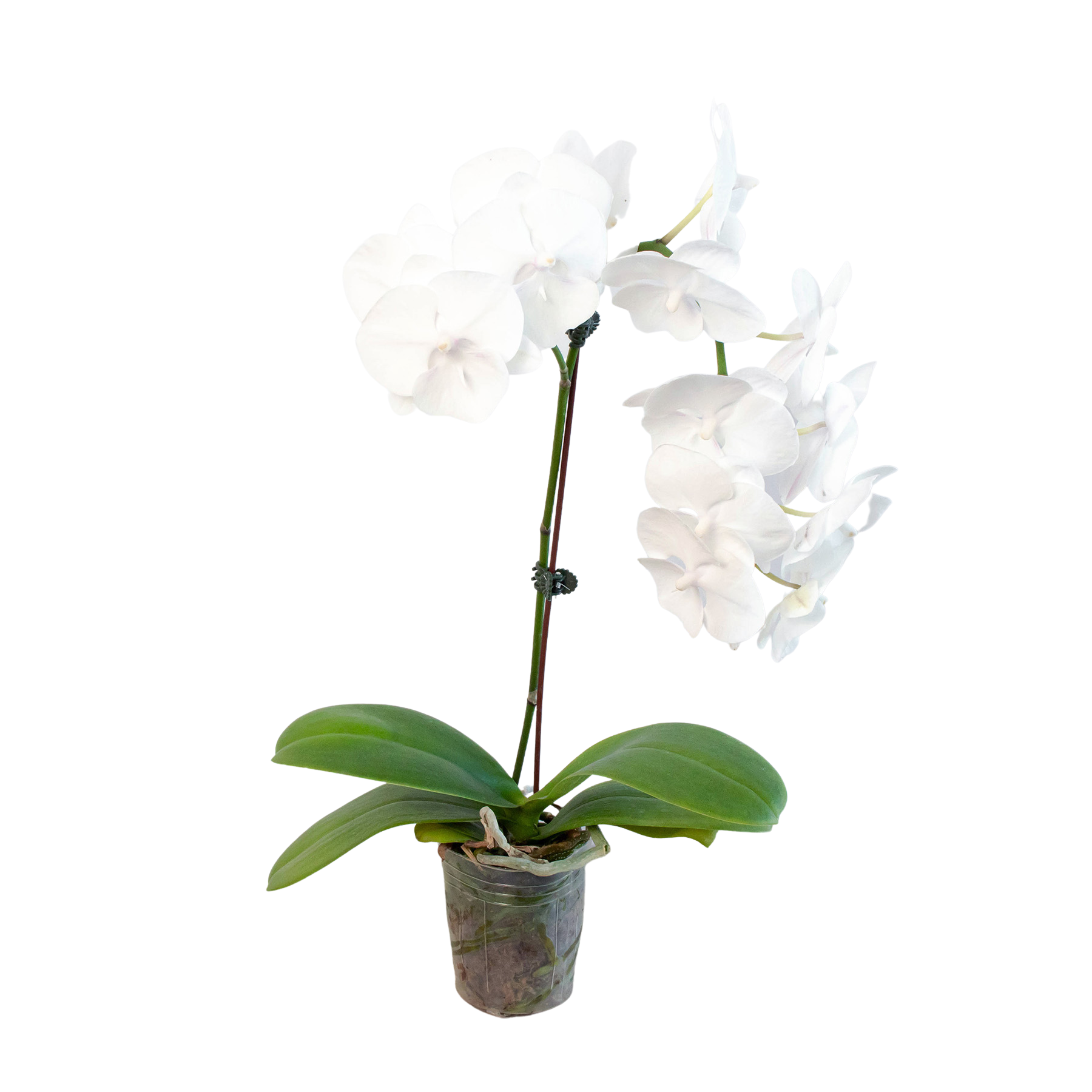 Orchid 'White Phalaenopsis' potted plant