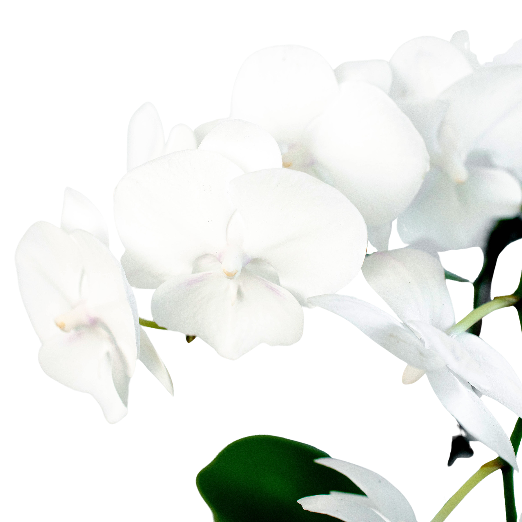 Orchid 'White Phalaenopsis' potted plant