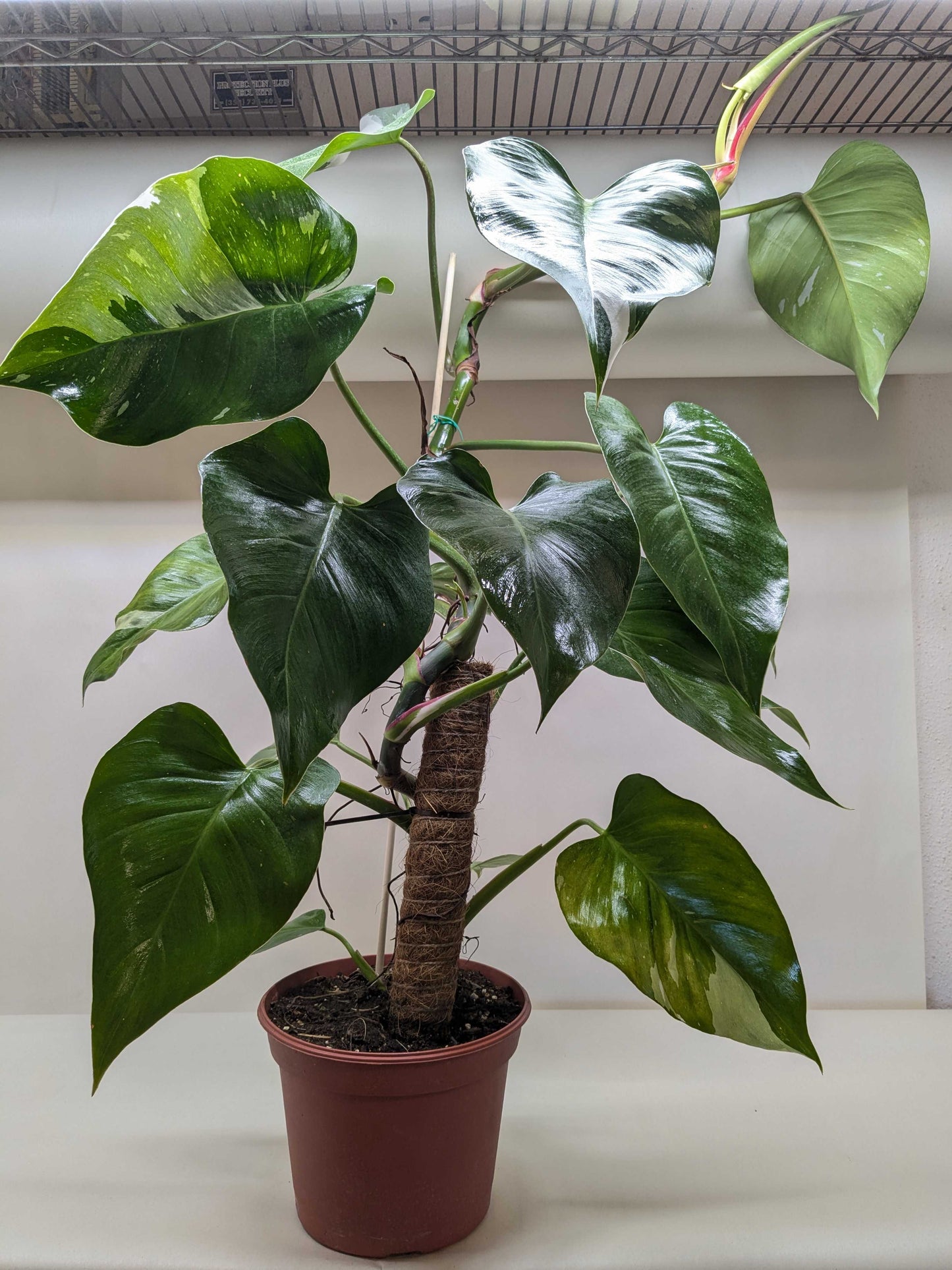 Philodendron 'White Princess' potted plant