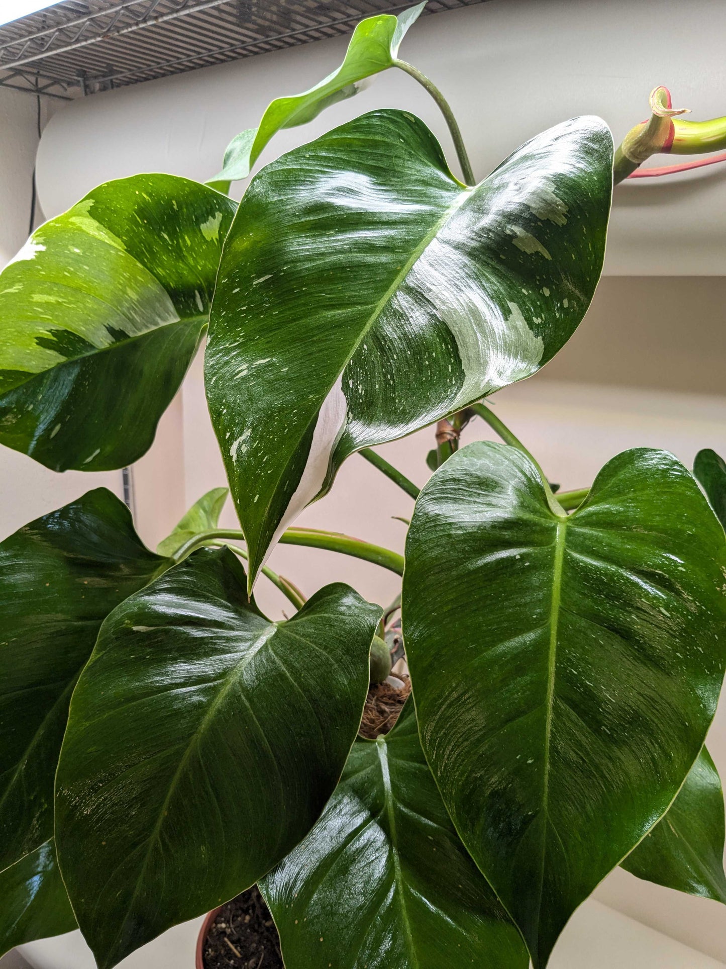 Philodendron 'White Princess' potted plant