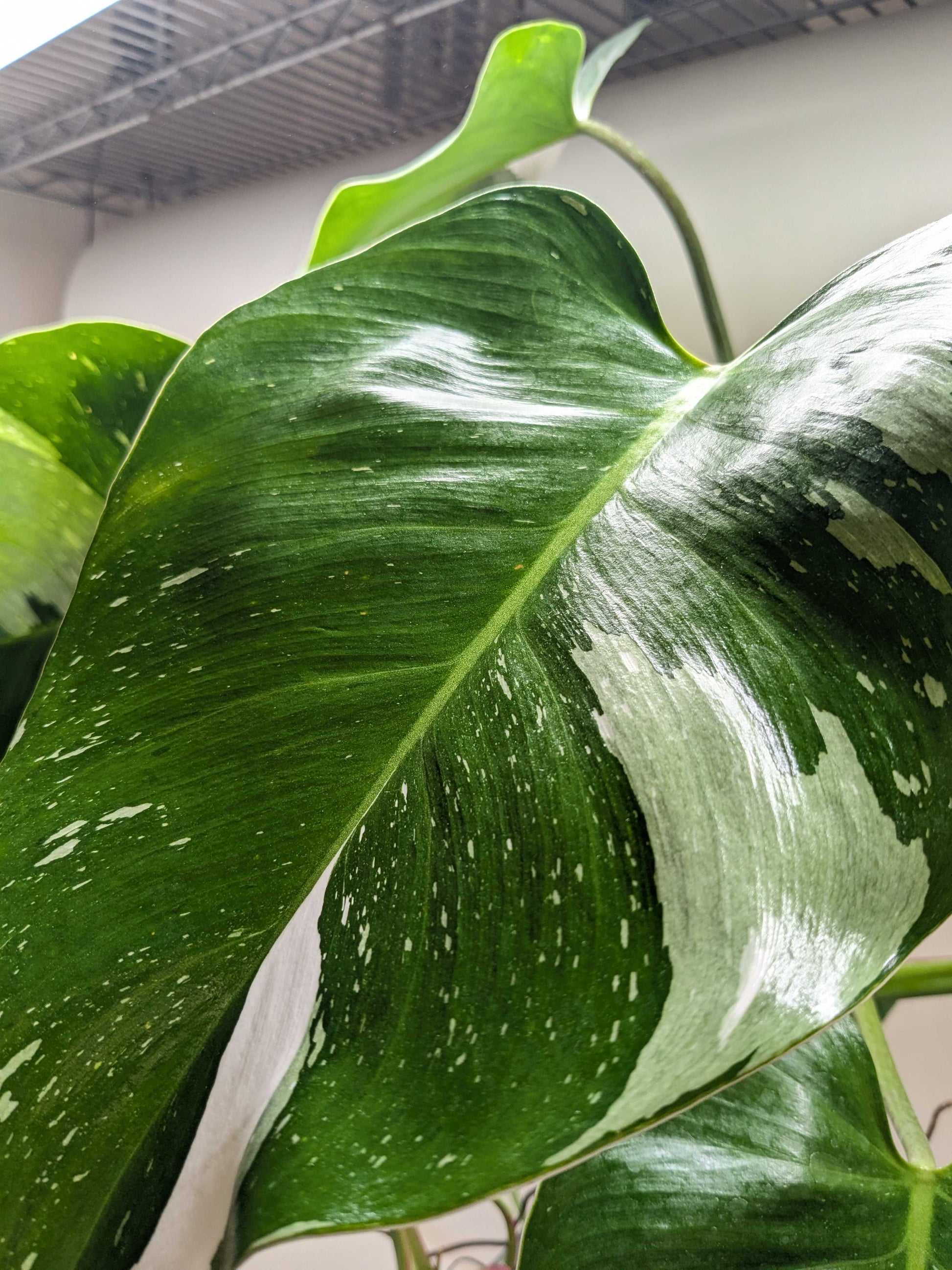 Philodendron 'White Princess' potted plant