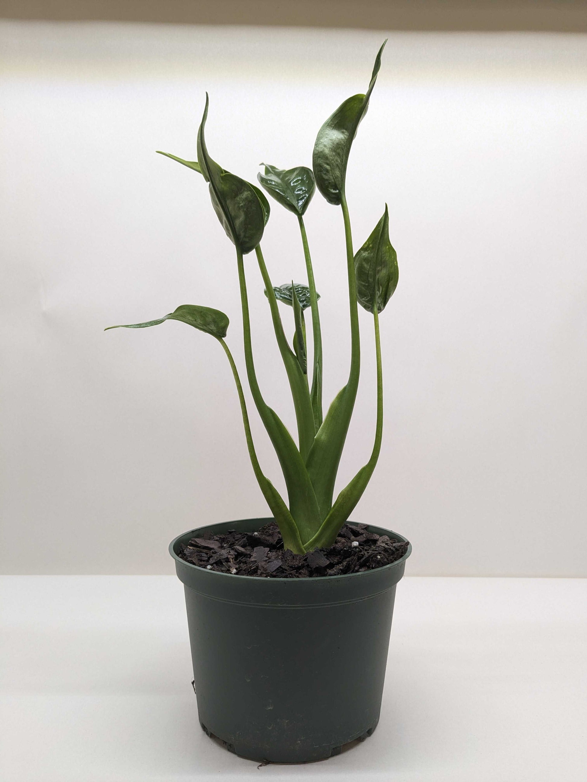 Alocasia 'Tiny Dancer' 4" potted plant