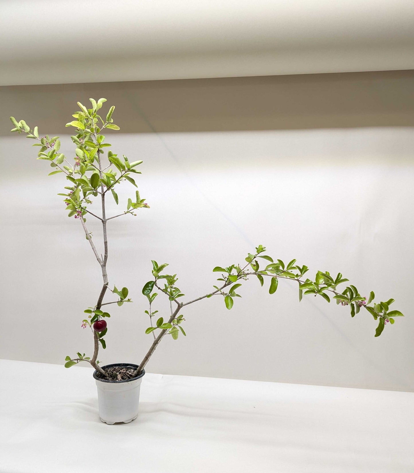 Malpighia Barbados Cherry potted plant