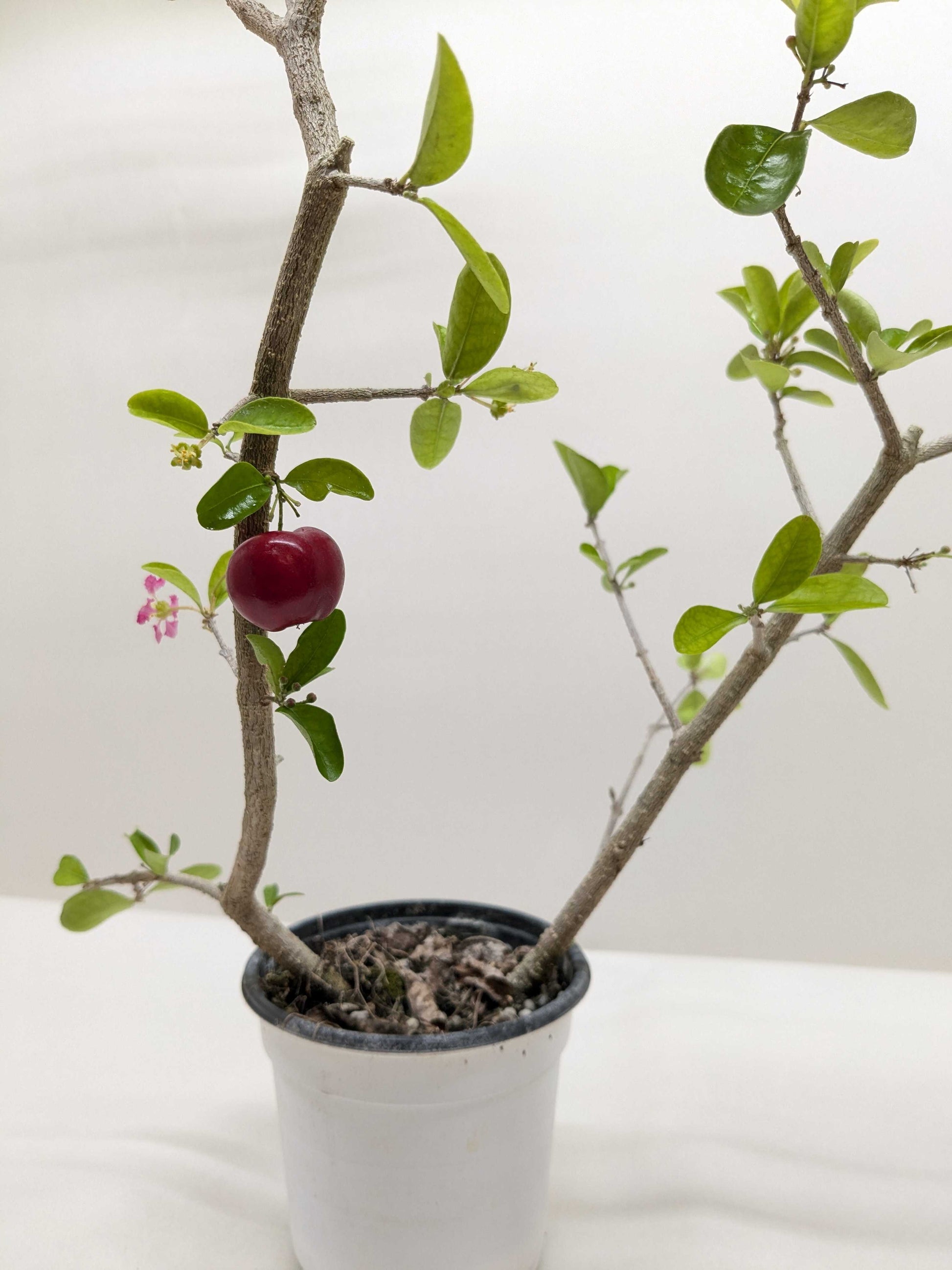 Malpighia Barbados Cherry potted plant