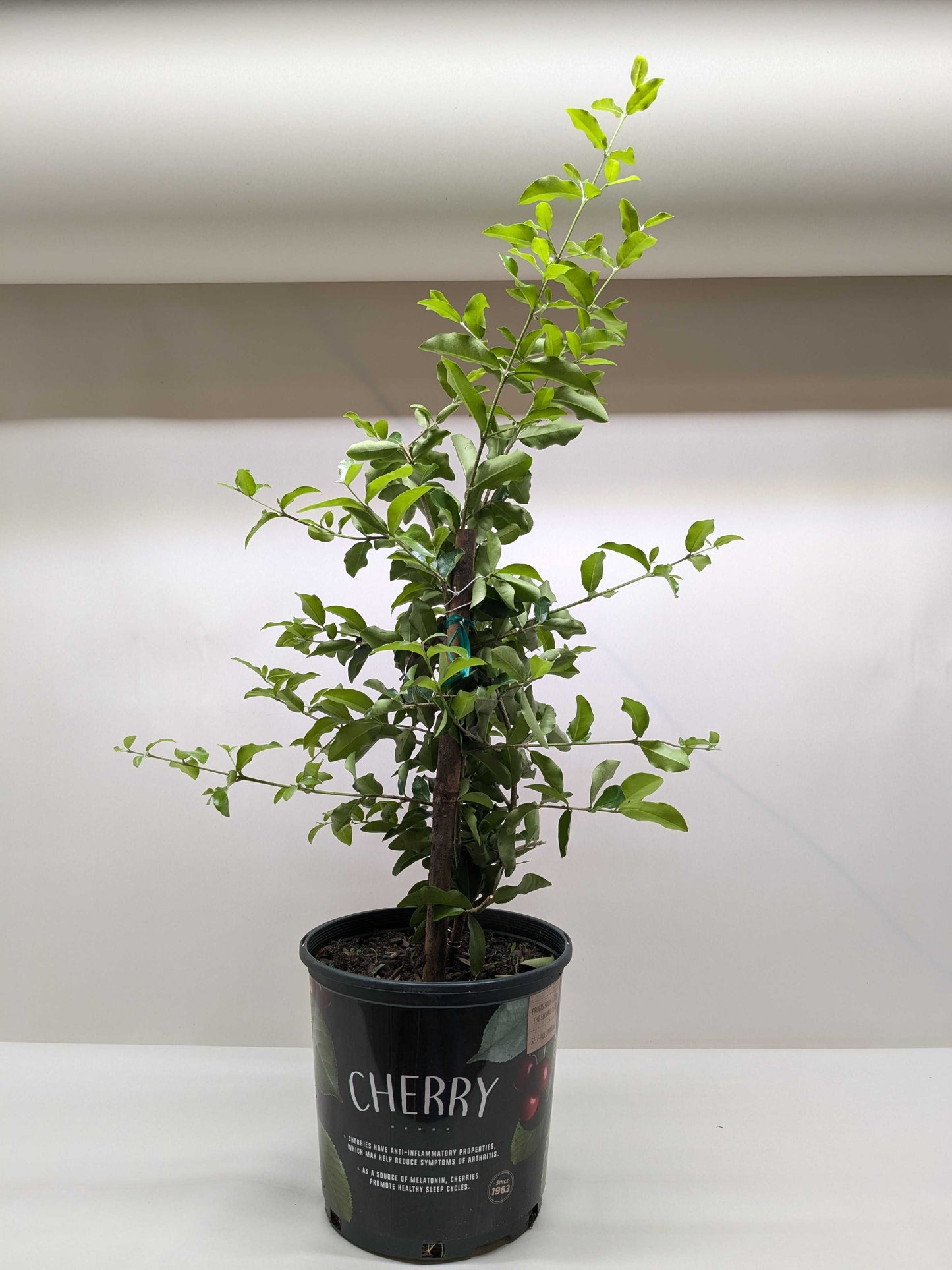 Malpighia Barbados Cherry potted plant