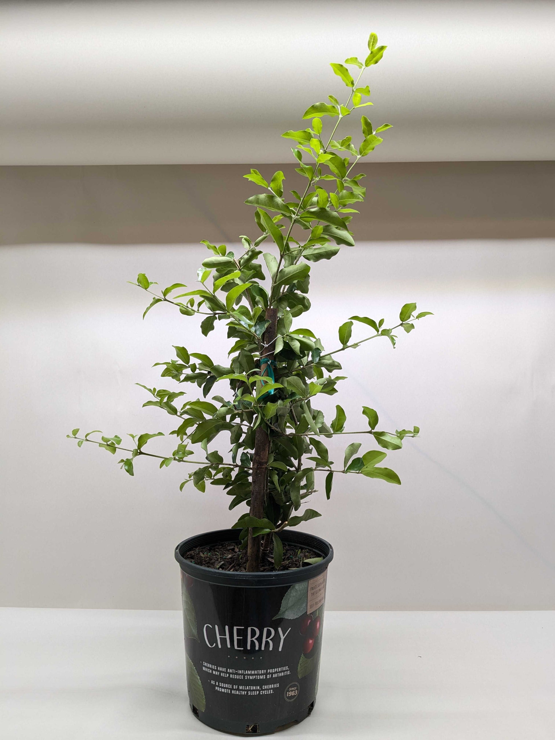 Malpighia Barbados Cherry potted plant