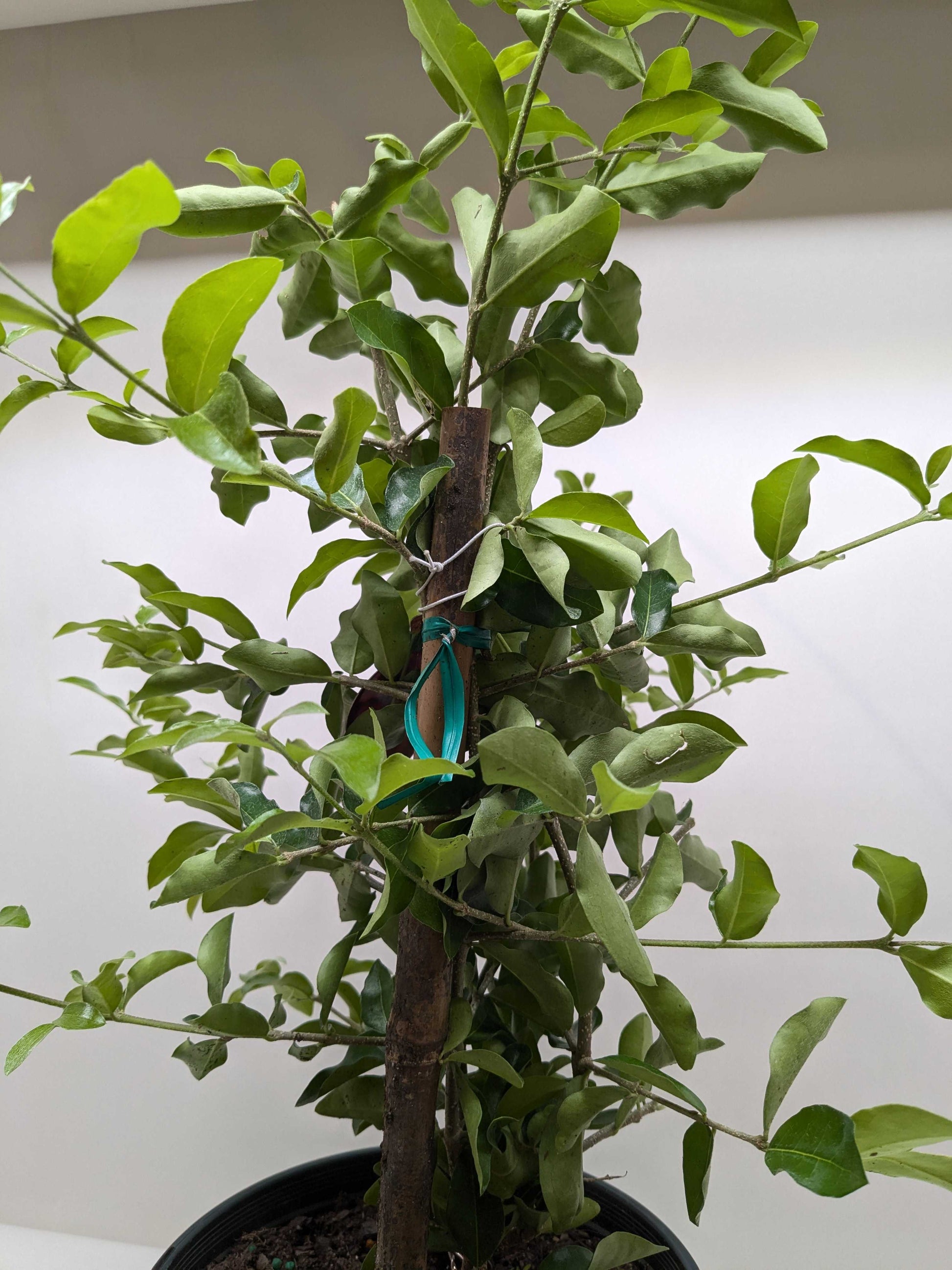 Malpighia Barbados Cherry potted plant