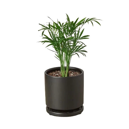 Parlor Palm potted plant