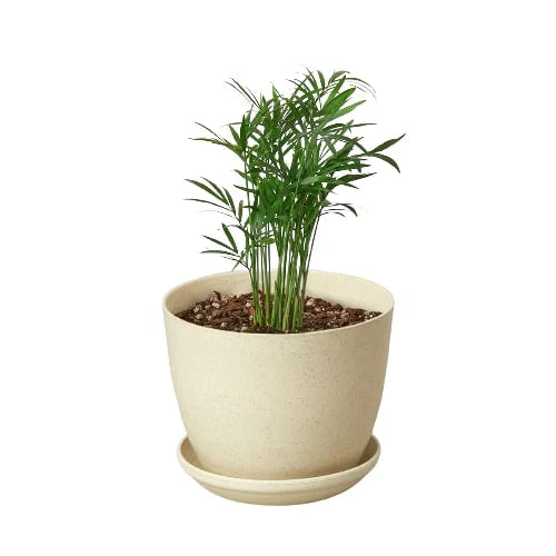Parlor Palm potted plant