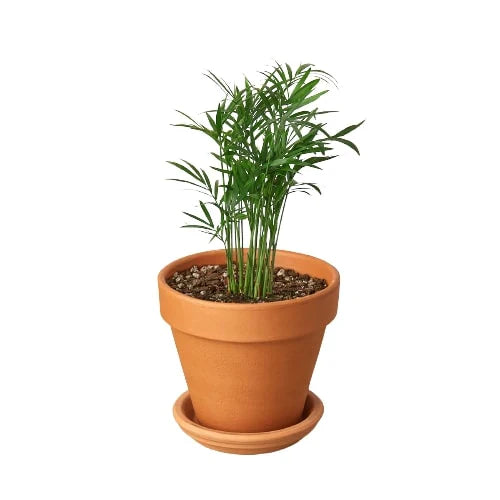 Parlor Palm potted plant