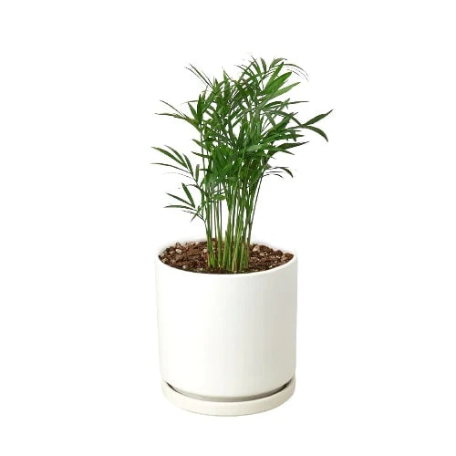 Parlor Palm potted plant
