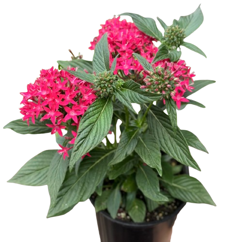 Pentas Red potted plant