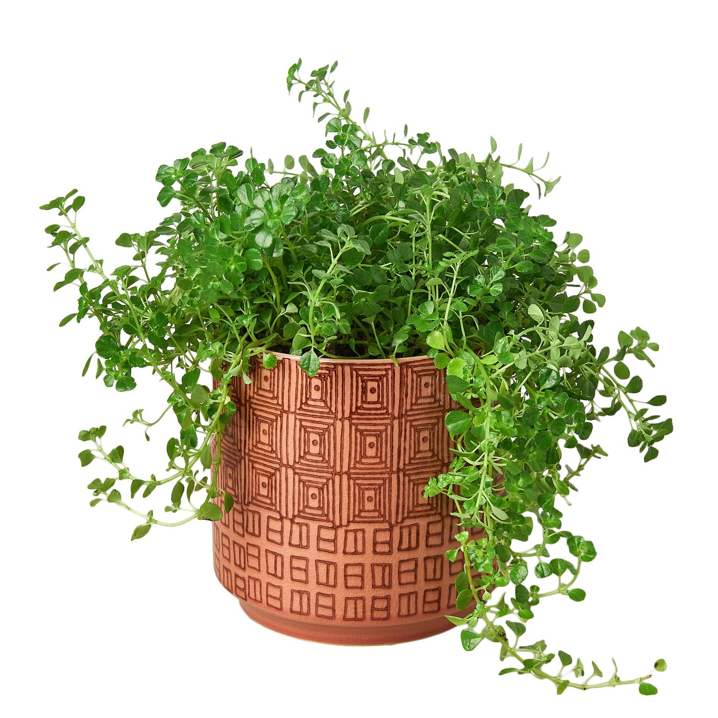 Pepe Planter potted plant