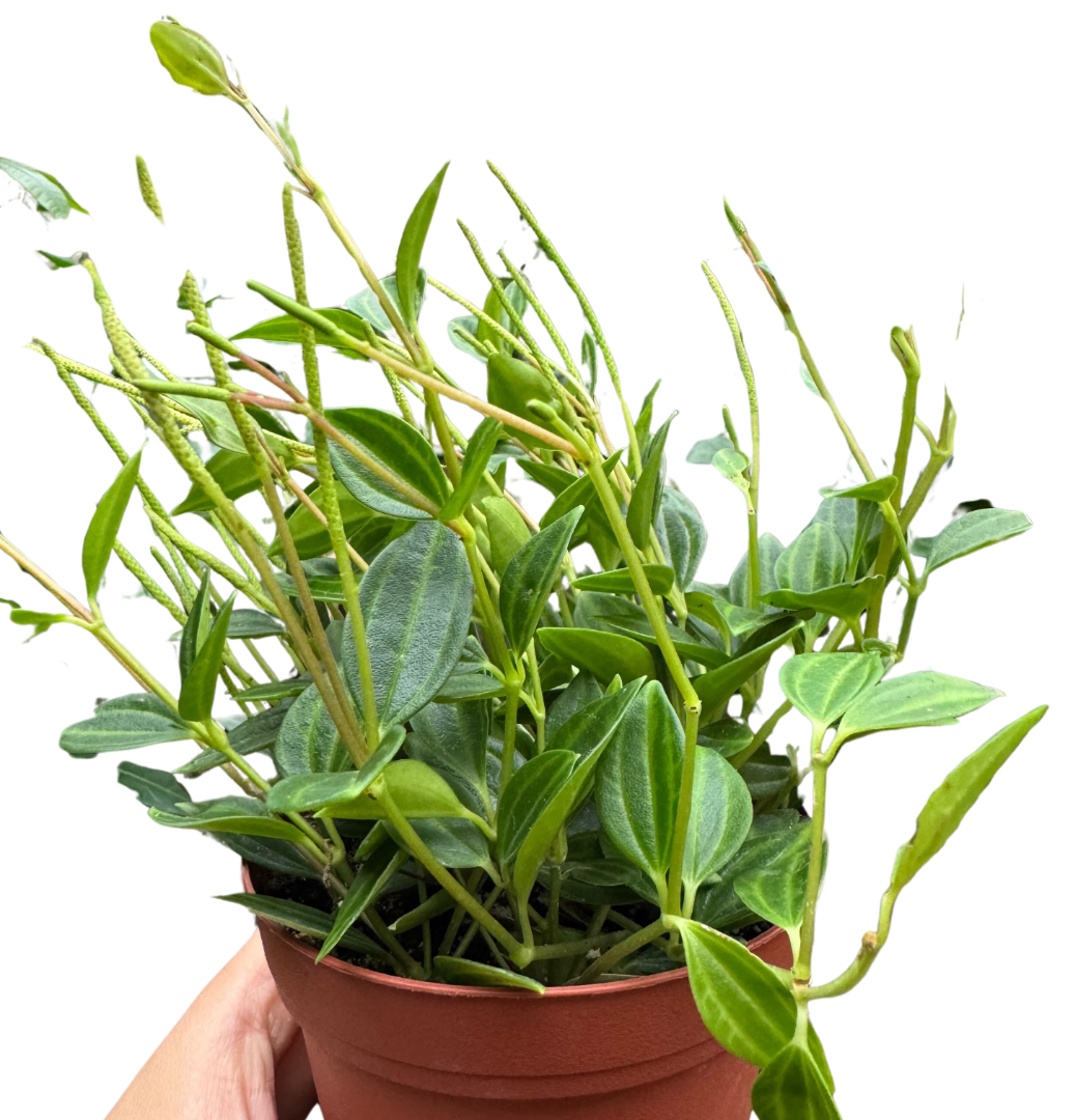 Peperomia 'Angulata' 4" potted plant