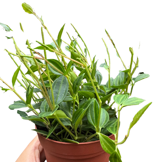 Peperomia 'Angulata' 4" potted plant