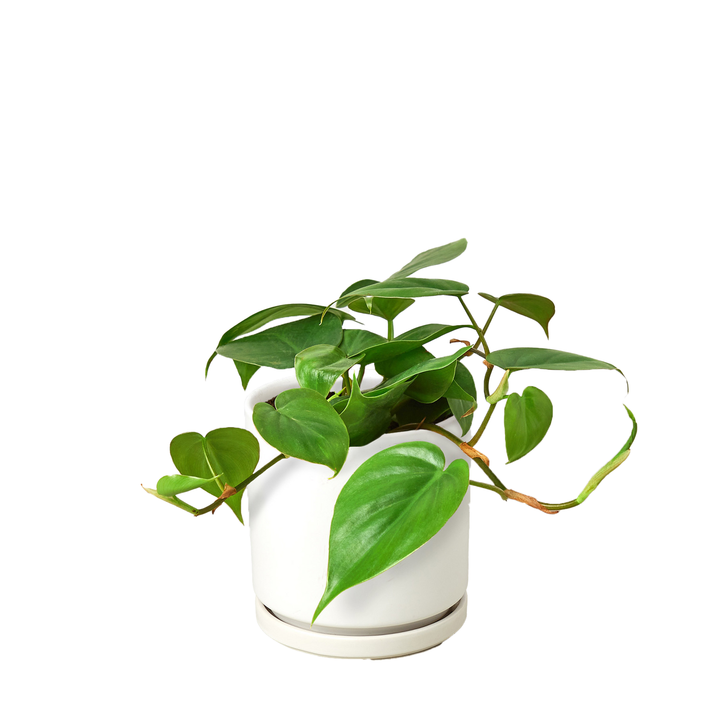 Philodendron Cordatum Heartleaf potted plant
