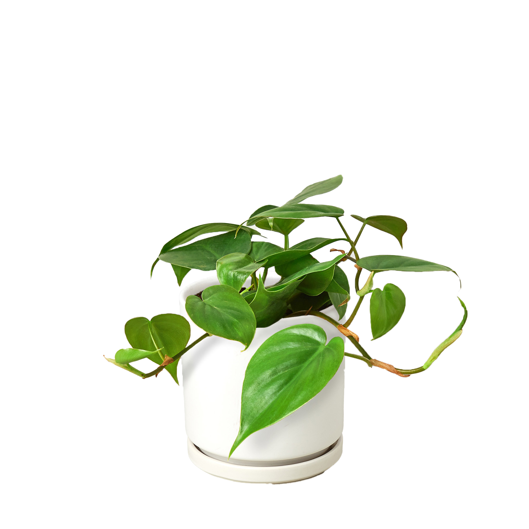 Philodendron Cordatum Heartleaf potted plant
