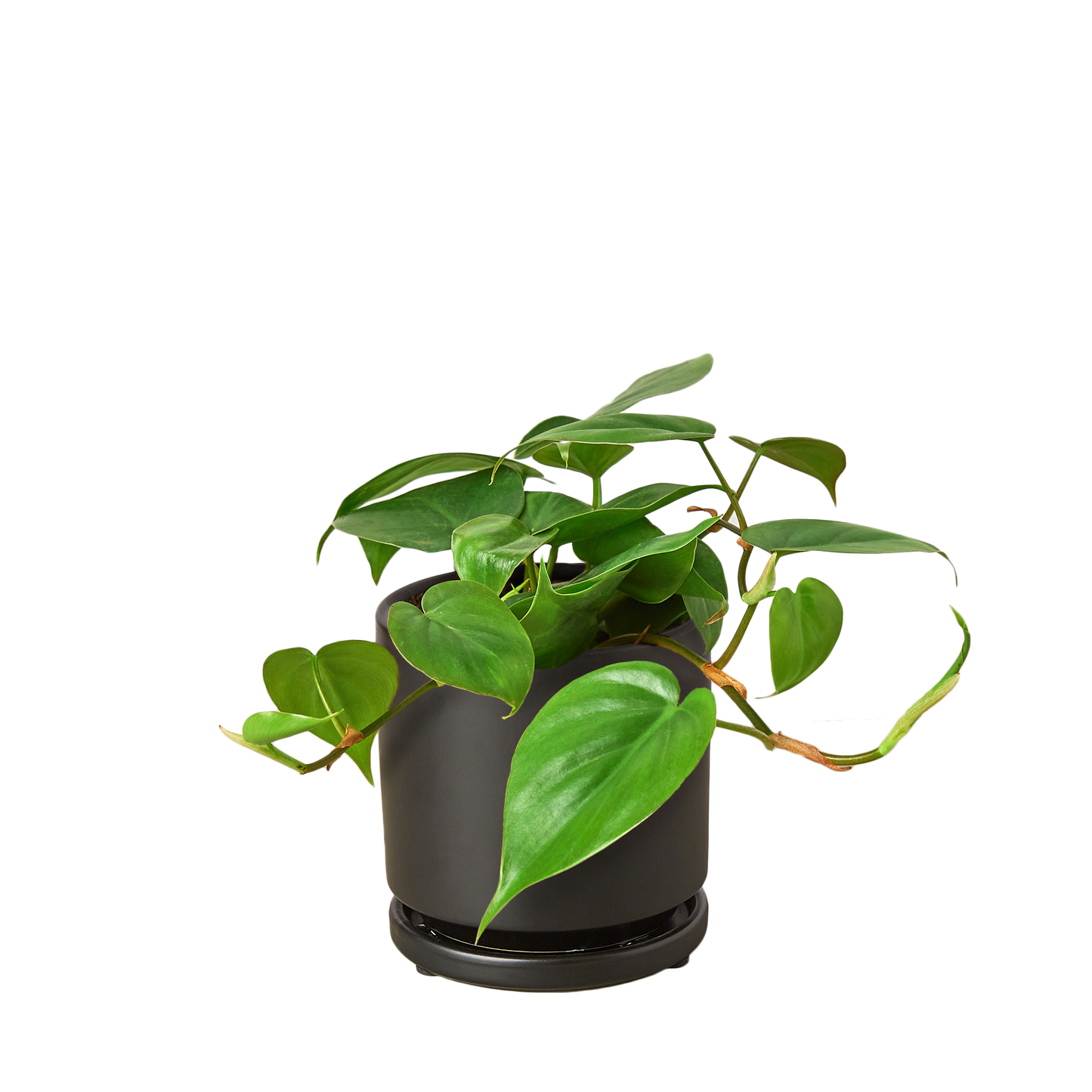 Philodendron Cordatum Heartleaf potted plant