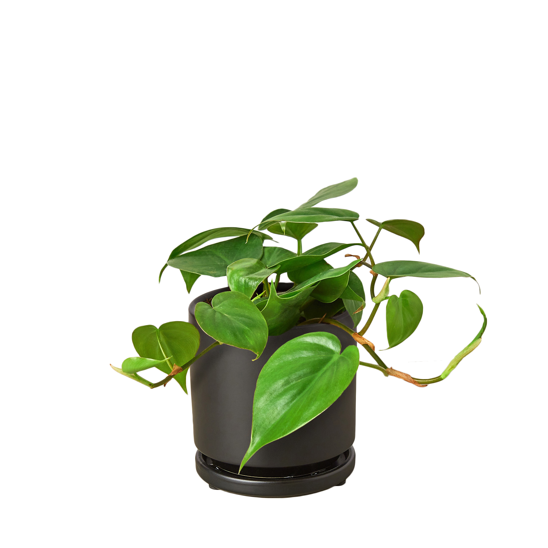 Philodendron Cordatum Heartleaf potted plant