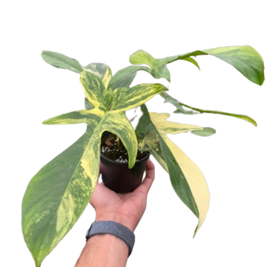 Philodendron Florida Beauty Variegated potted plant
