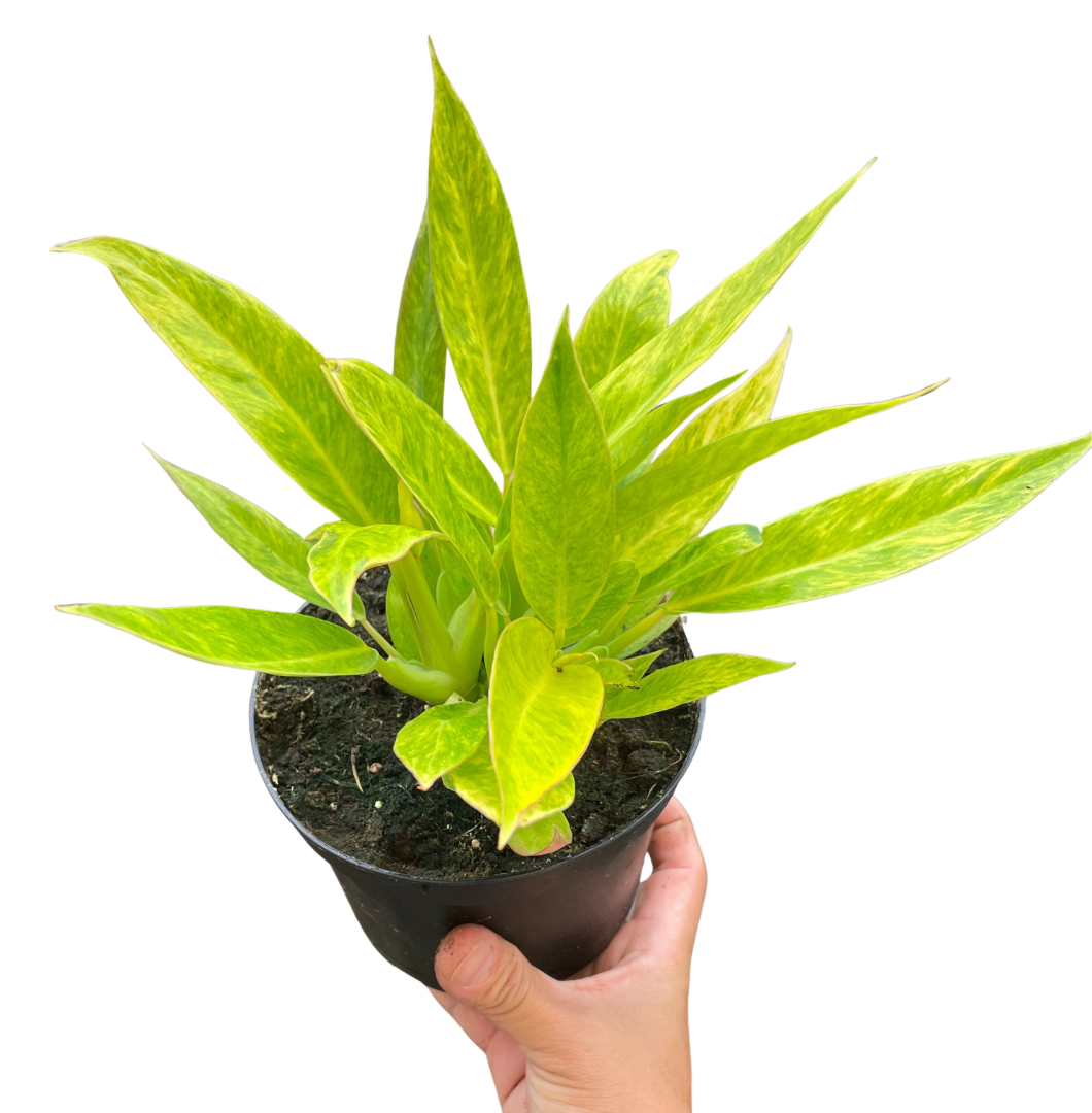 Philodendron 'Calkins Gold' potted plant