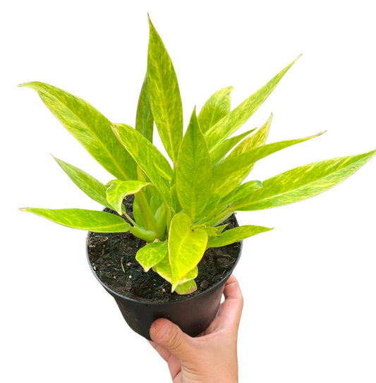 Philodendron 'Calkins Gold' potted plant
