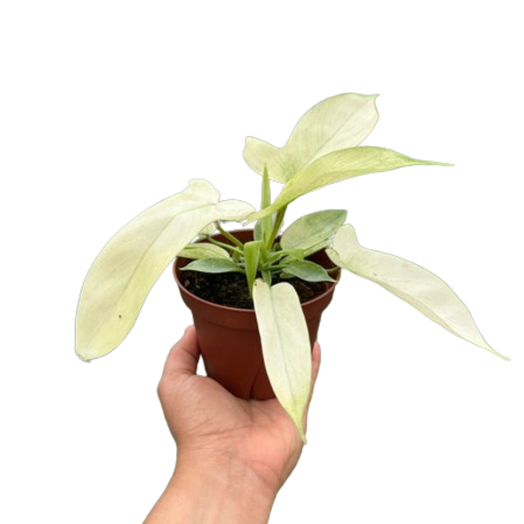 Philodendron 'Florida Ghost' potted plant