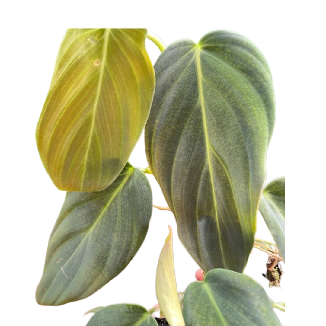 Philodendron Gigas potted plant