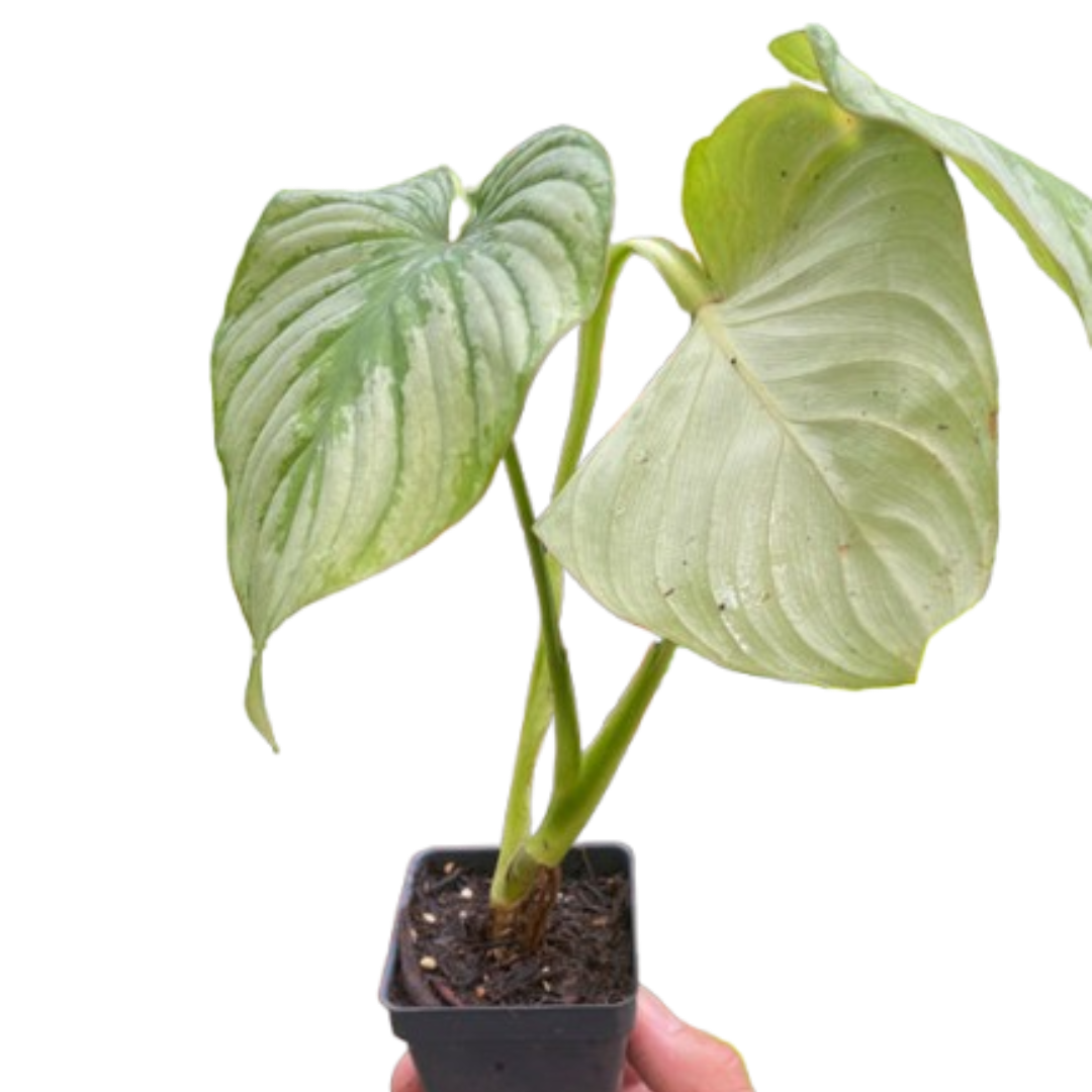 Philodendron 'Mamei' potted plant