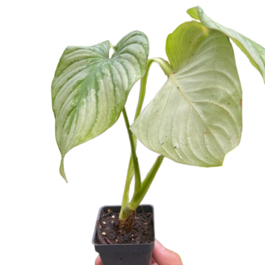 Philodendron 'Mamei' potted plant