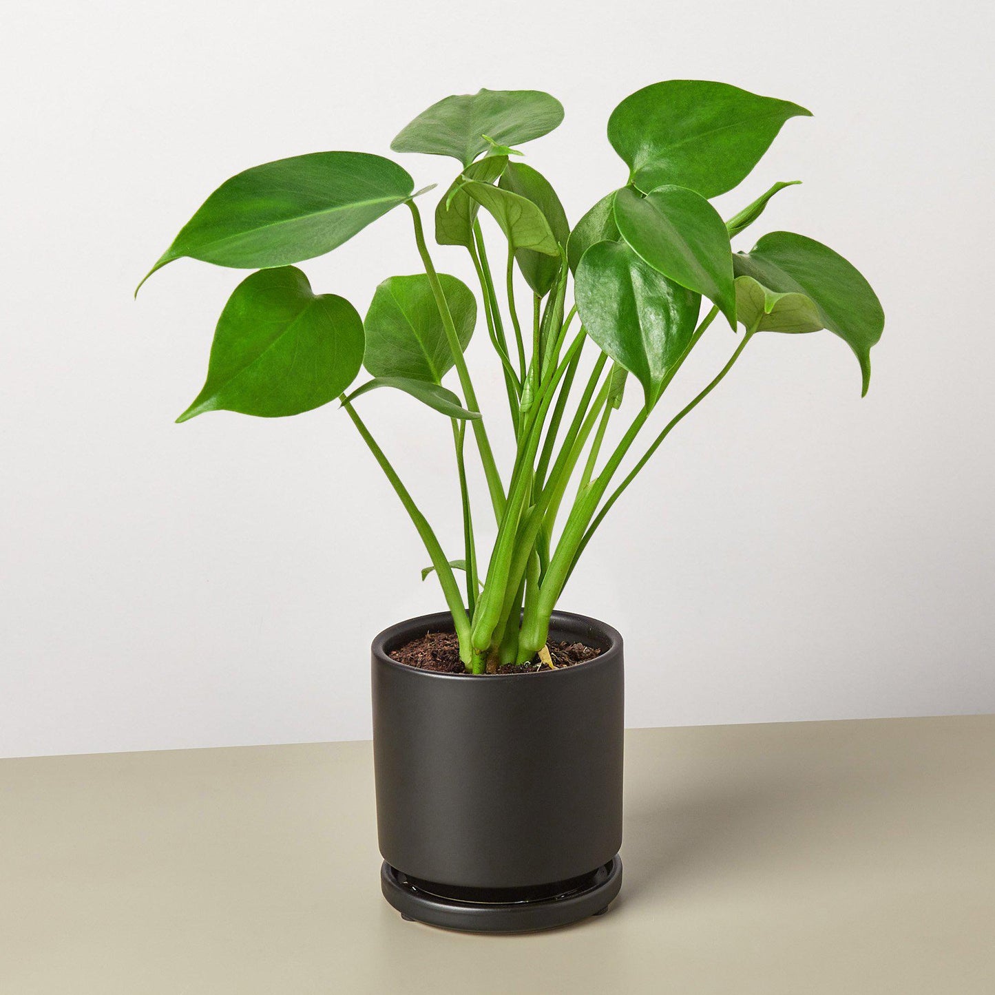 Monstera 'Split-Leaf' potted plant