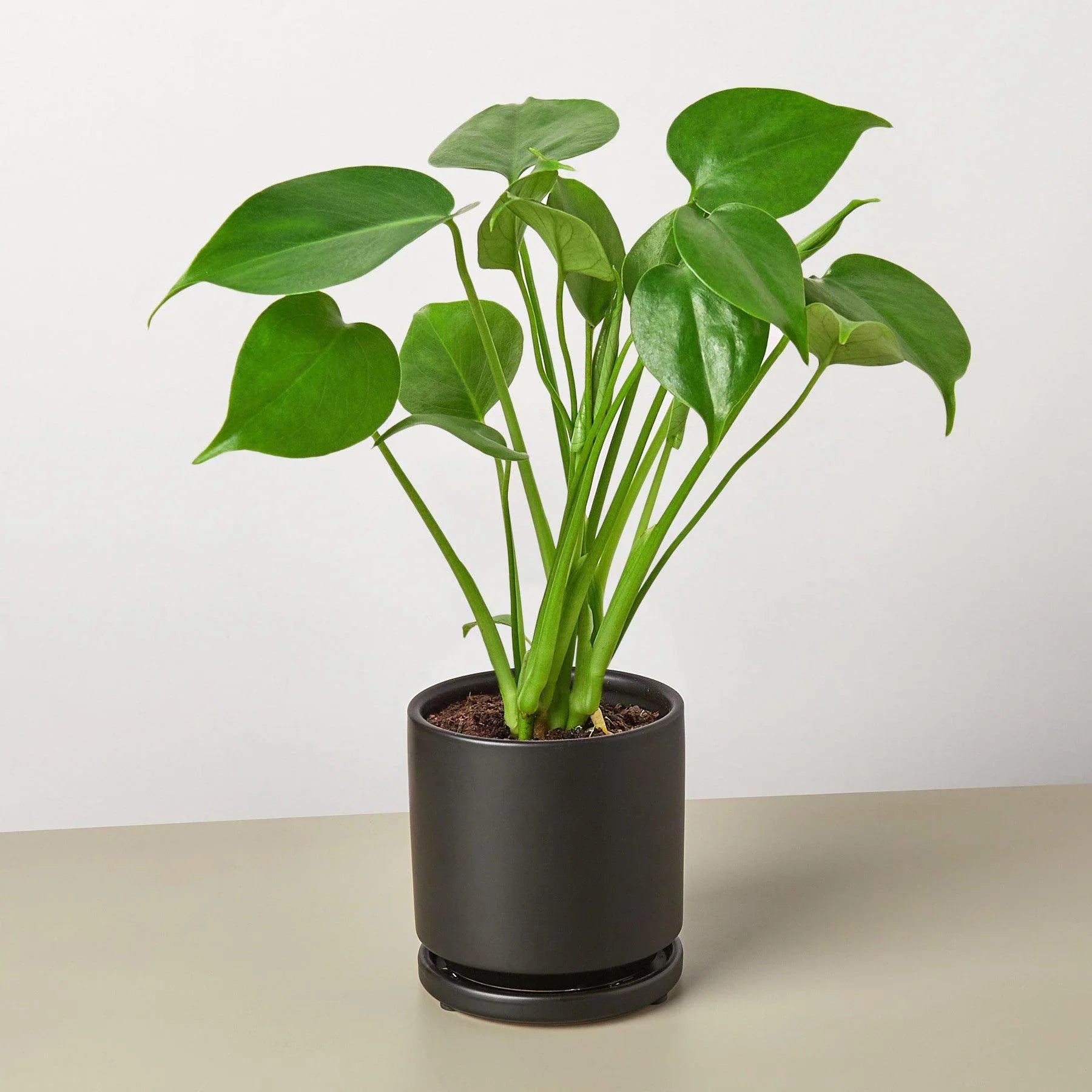 Philodendron Monstera Split-Leaf 4" potted plant