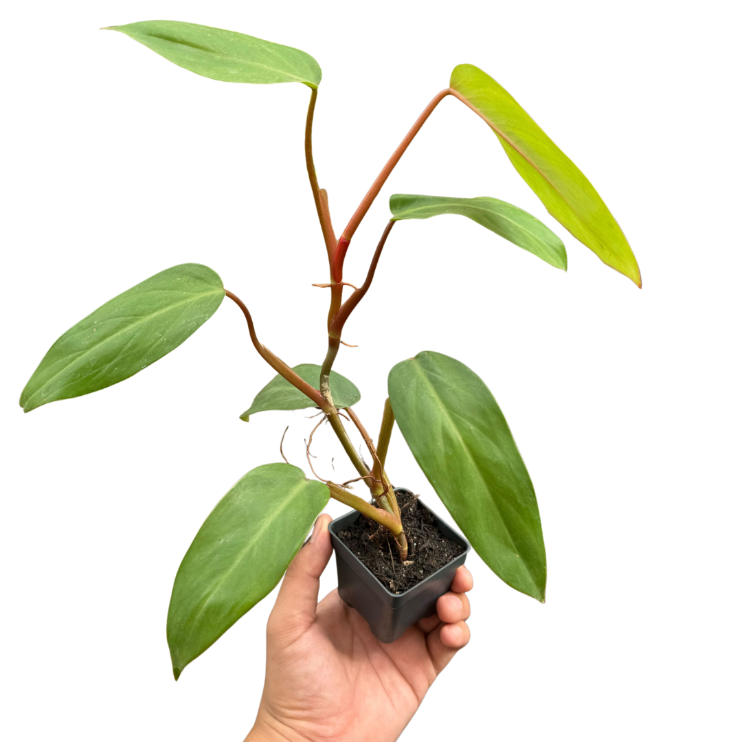 Philodendron Red Emerald potted plant