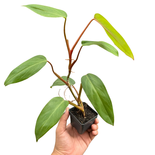 Philodendron Red Emerald potted plant