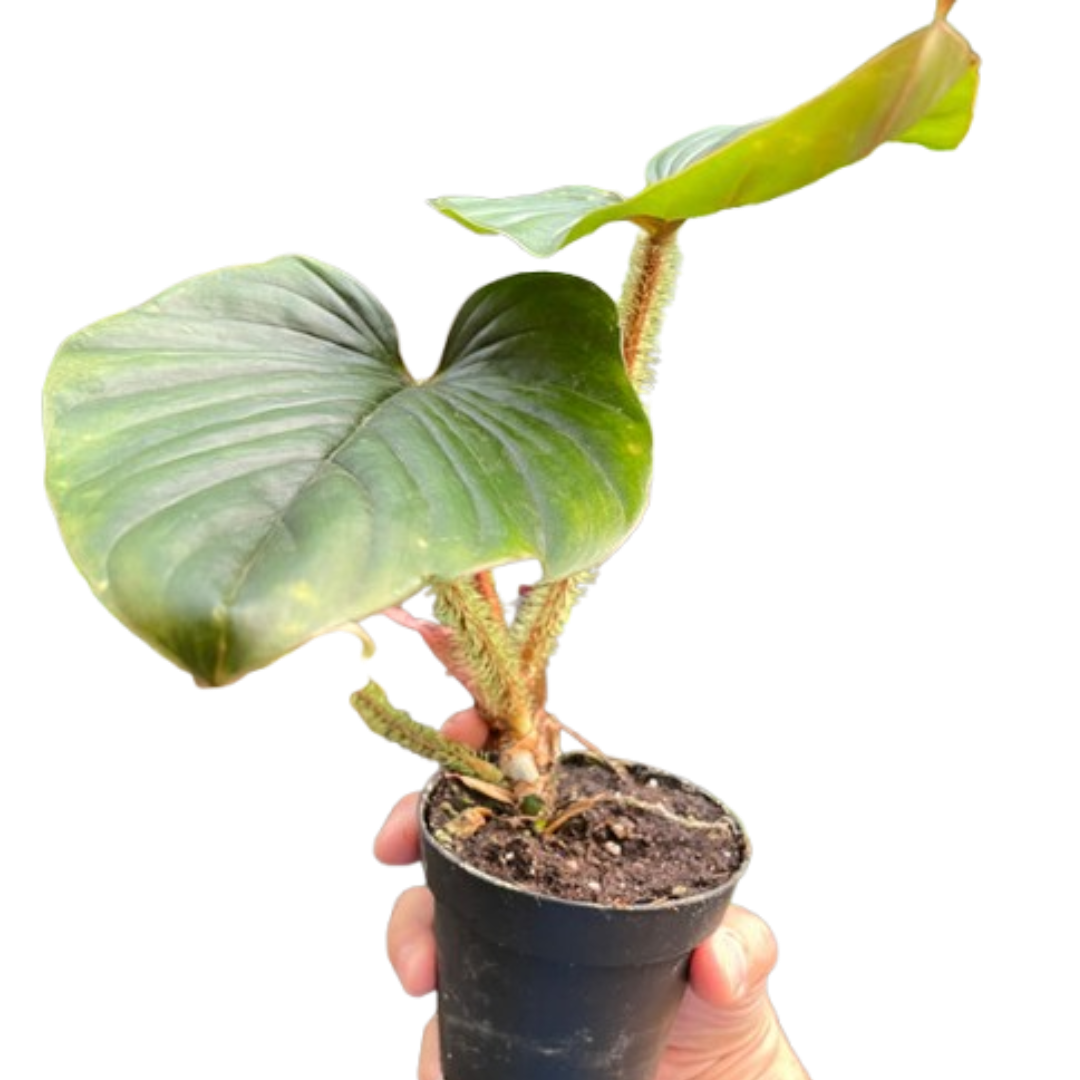 Philodendron 'Serpens' potted plant
