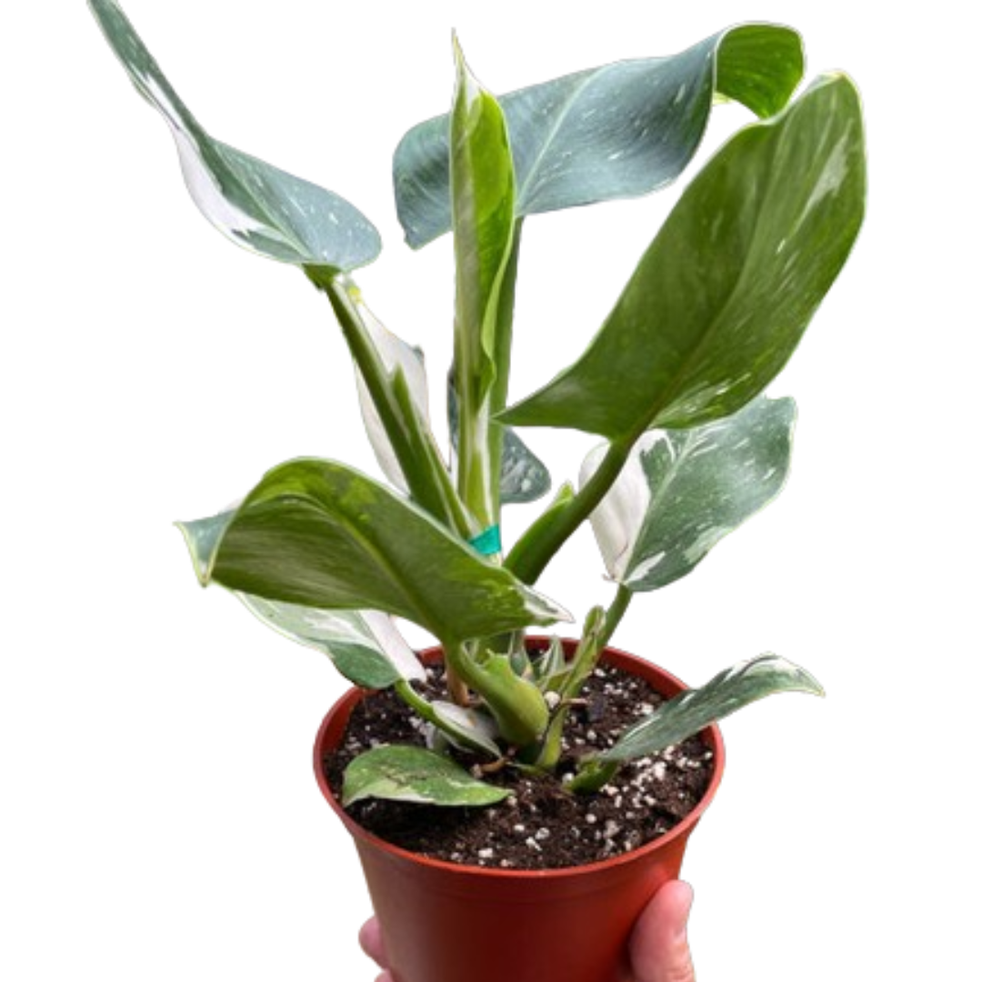 Philodendron 'White Wizard' potted plant