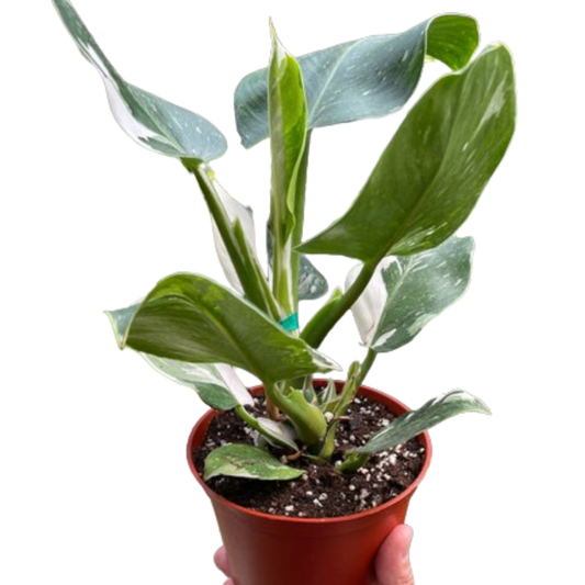 Philodendron 'White Wizard' potted plant