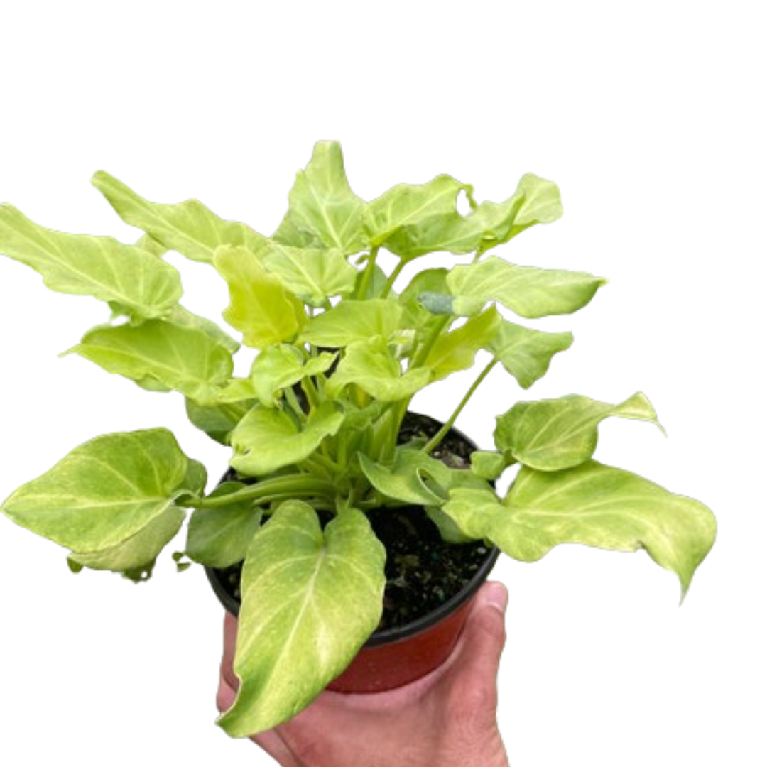 Philodendron 'Xanadu' Variegated potted plant