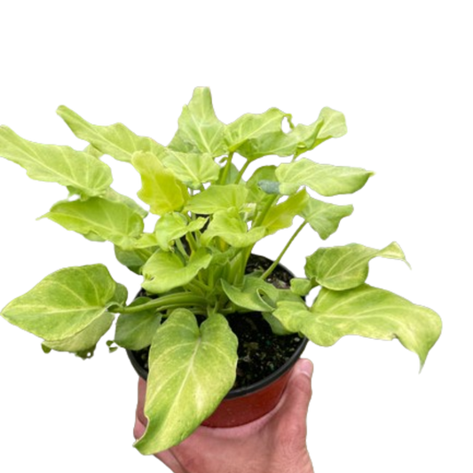 Philodendron 'Xanadu' Variegated potted plant