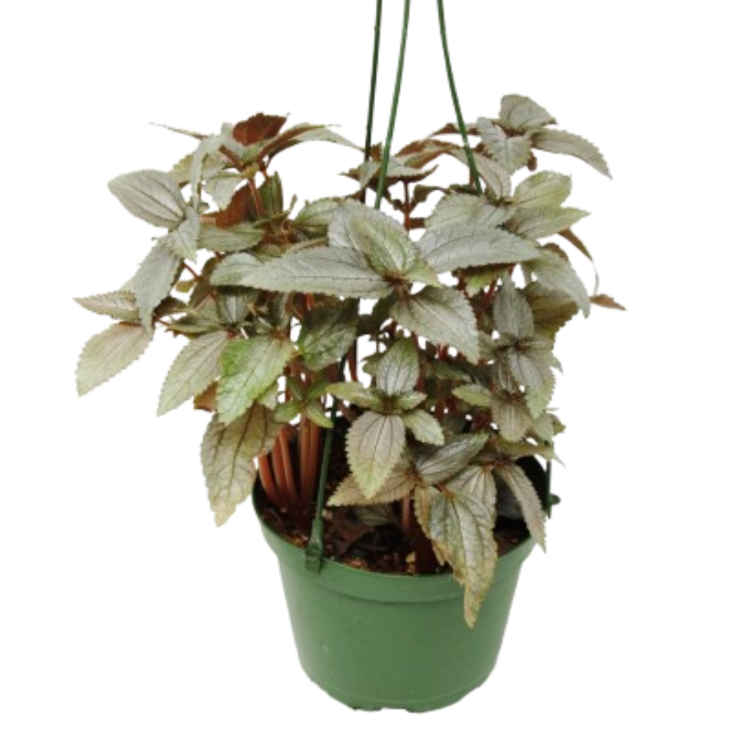 Pilea Ellen 6" potted plant