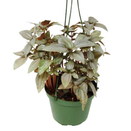 Pilea Ellen 6" potted plant